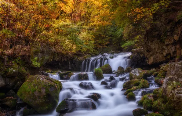 Autumn, forest, leaves, water, light, trees, branches, stones