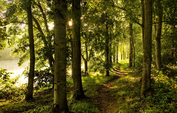 Picture forest, summer, trees, nature, river, trail