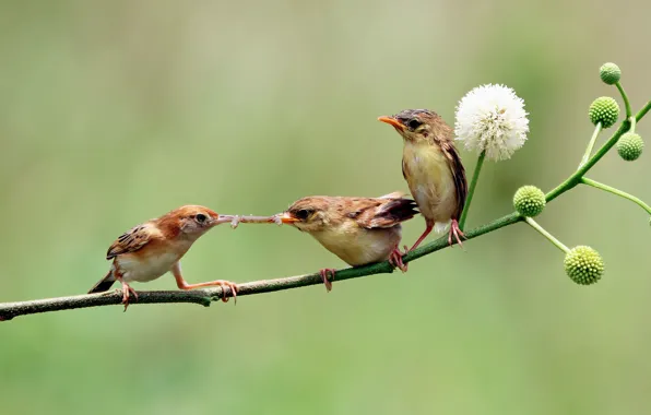 Birds, branch, spring, the worm, trio, flowering, mining, meal