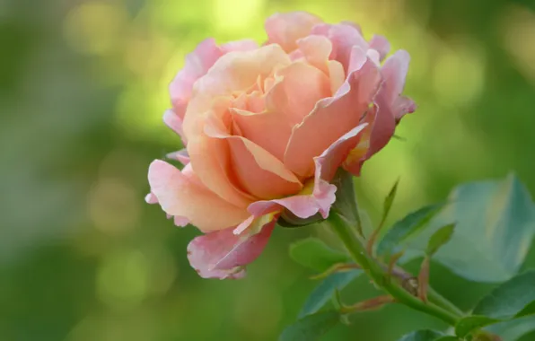 Background, roses, petals