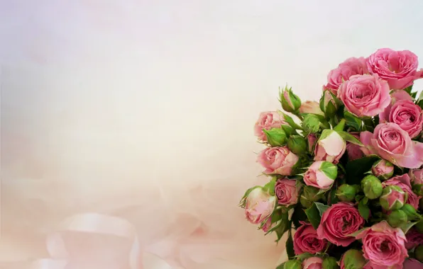 Background, roses, bouquet, pink