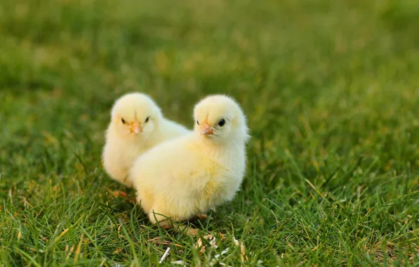 Nature, Weed, Kids, Chickens