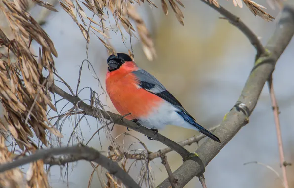 Birds, spring, bullfinch, looks