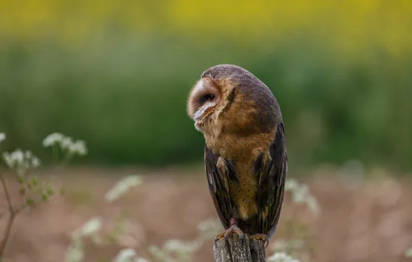 Look, nature, pose, background, owl, bird, profile, the barn owl