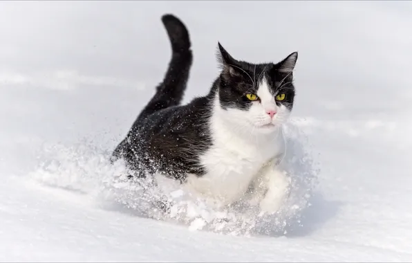 Picture winter, animals, cats, Oscar, Winter, animals, cat, wallpapers