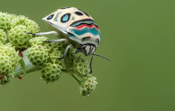 Picture macro, beetle, insect, picasso bug