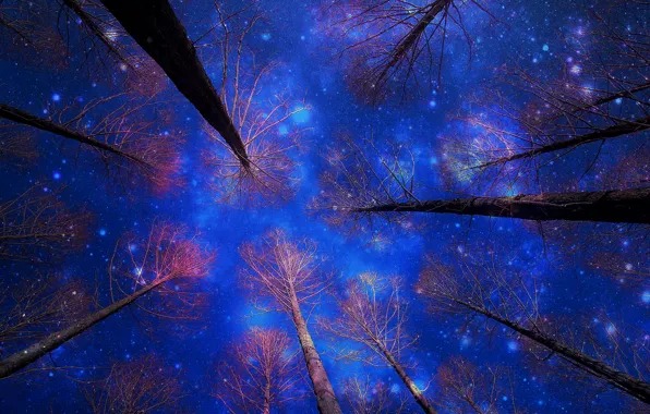 Winter, the sky, snow, trees, night