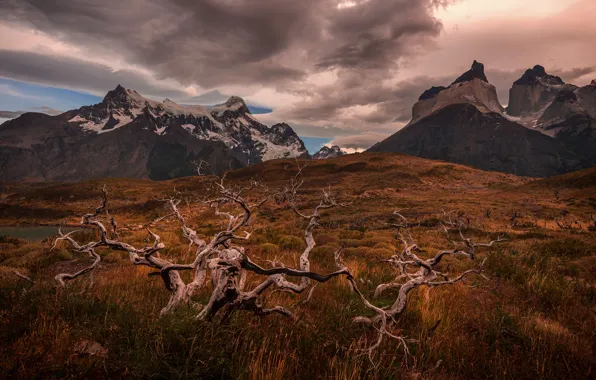 Mountains, Andes, driftwood, Patagonia