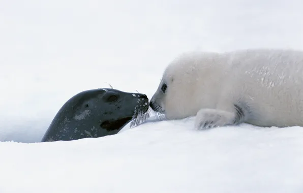 Picture Snow, Baby, Seal
