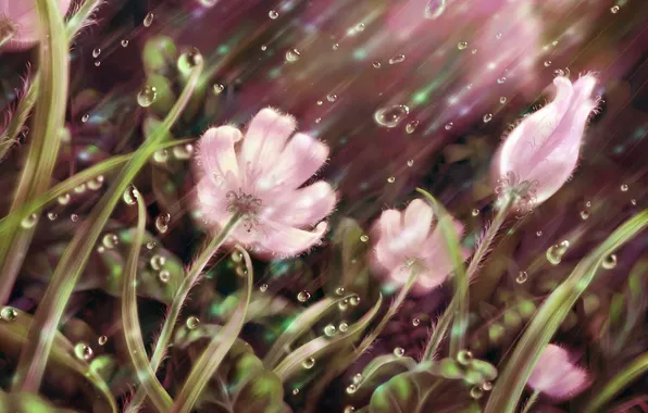 Picture grass, drops, line, flowers, rain, petals