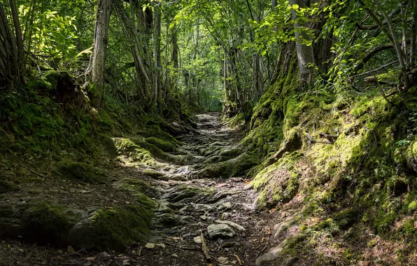 Forest, trees, stones, slope, direction