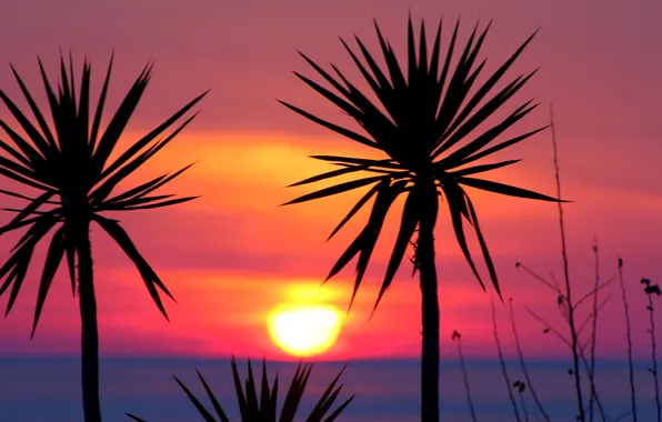 The sky, the sun, sunset, palm trees