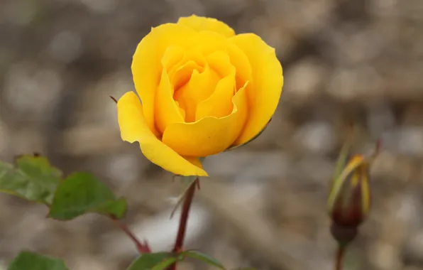 Rose, petals, blur, Bud, yellow