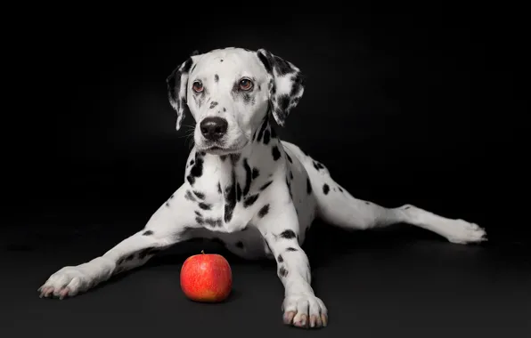 Apple, portrait, dog, puppy, black background, Dalmatian