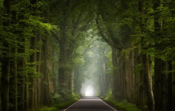 Picture road, trees, fog, the tunnel