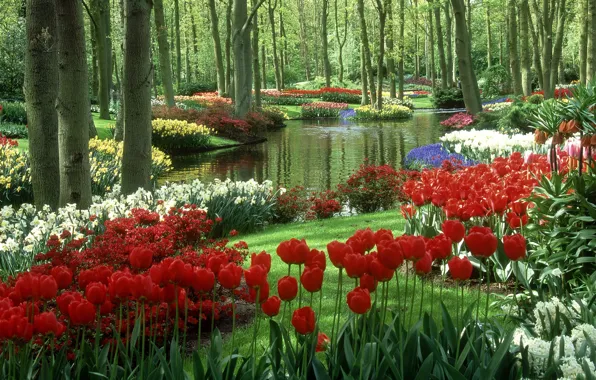 Picture tulips, Netherlands, pond, Keukenhof Gardens, Garden Keukenhof