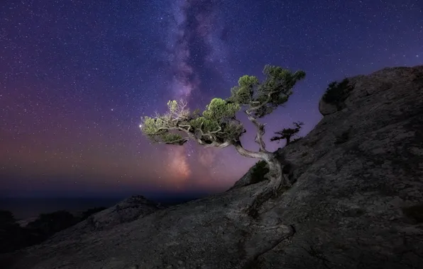 Picture sea, landscape, night, nature, rock, tree, stars, the milky way