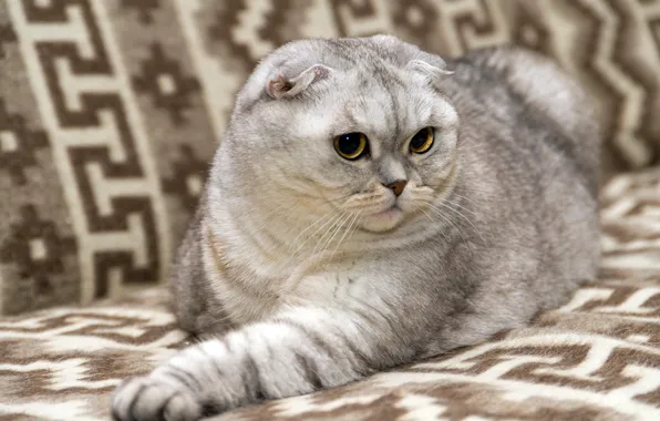 Cat, cat, look, pose, sofa, lies, grey, beauty
