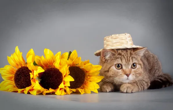 Picture cat, sunflowers, hat