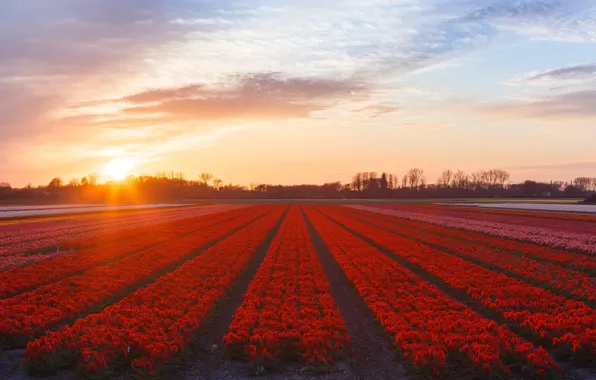 Field, the sky, the sun, flowers, dawn, spring, tulips, red