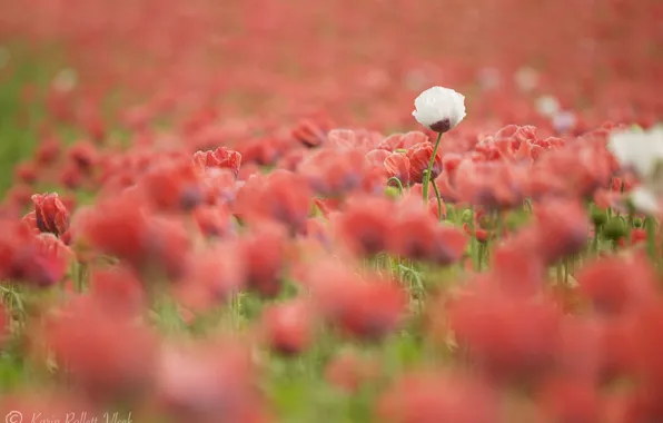 Field, white, summer, flowers, Maki, red