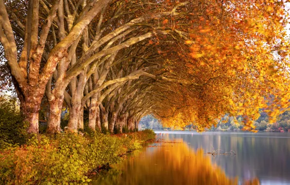 Picture autumn, trees, nature, river
