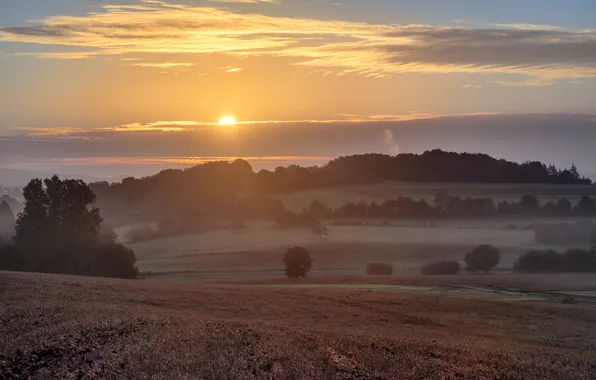 Field, forest, the sky, the sun, clouds, light, trees, fog