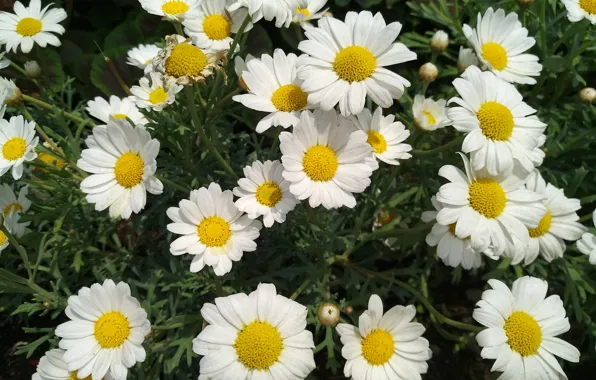 Picture Chamomile, Flowers, Daisies