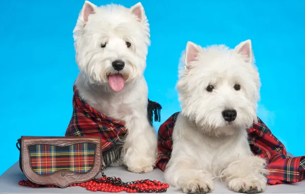 White, puppies, York, tartan