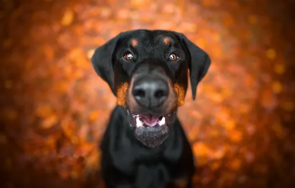 Look, each, dog