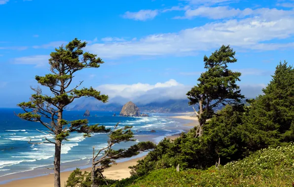 Sand, sea, beach, the sky, clouds, trees, stones, coast