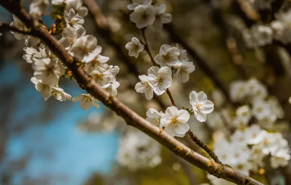 The sky, flowers, branches, cherry, blur, branch, spring, Sakura