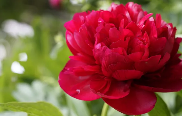 Flower, macro, red, peonies, peony, Terry