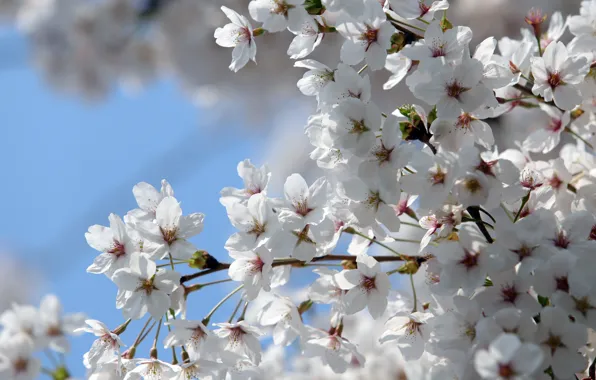 The sky, light, flowers, branches, cherry, spring, Sakura, white