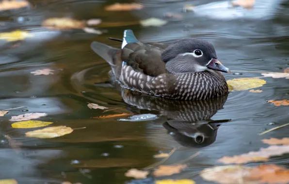 Autumn, leaves, water, pond, reflection, bird, grey, duck