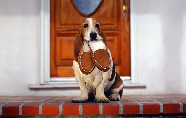 Picture each, dog, the door, ears, the threshold, Slippers, true