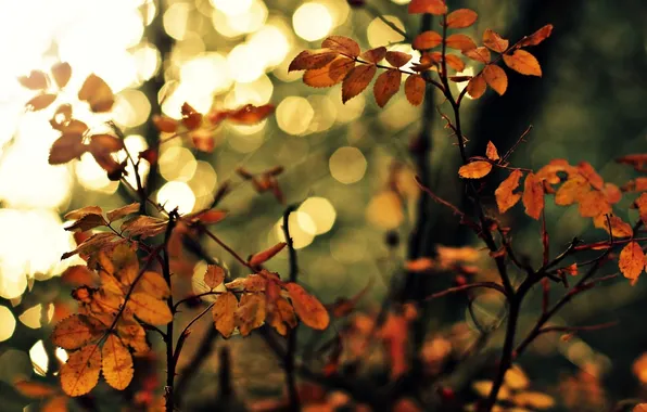 Macro, trees, Wallpaper, blur, wallpaper, leaves, widescreen, background