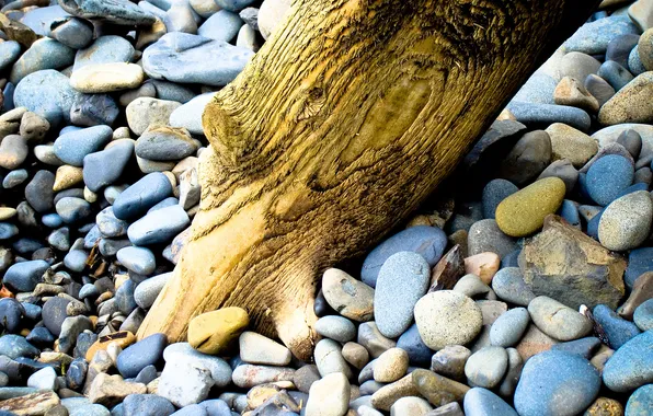 Picture beach, macro, pebbles, stones, tree, shore, log, logs