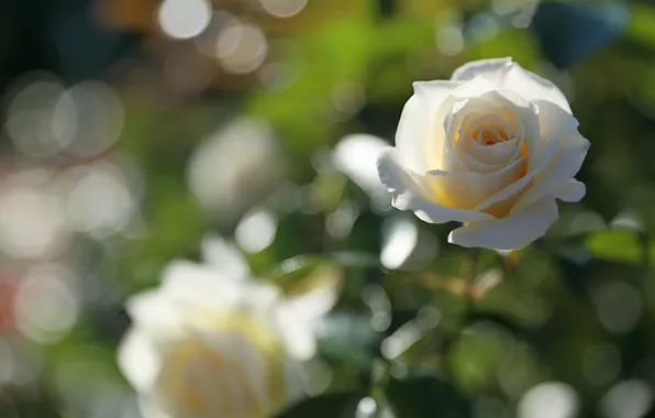 Picture tenderness, rose, Bud