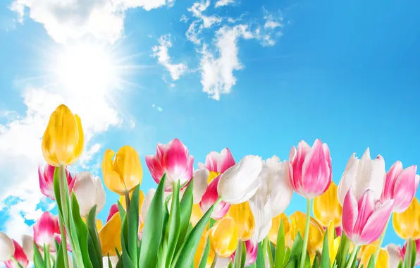 The sky, the sun, spring, yellow, tulips, pink