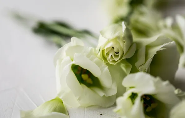 Macro, flowers, eustoma