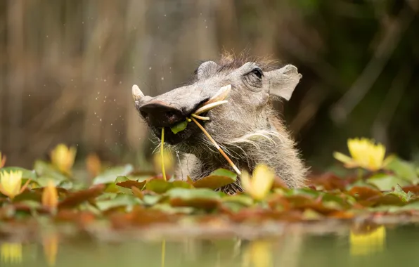 Face, leaves, water, flowers, bathing, boar, water lilies, pond