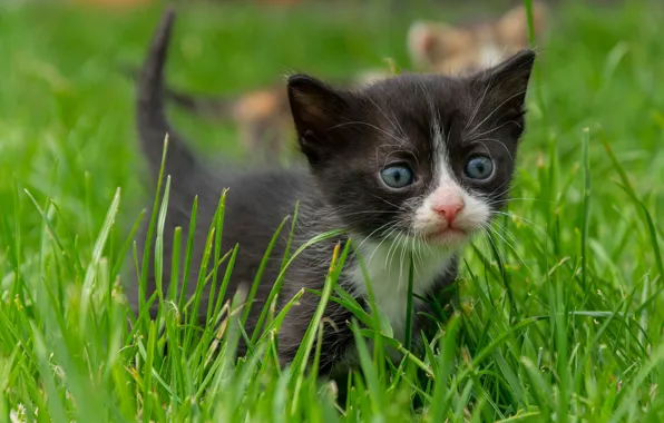 Picture grass, look, baby, muzzle, kitty
