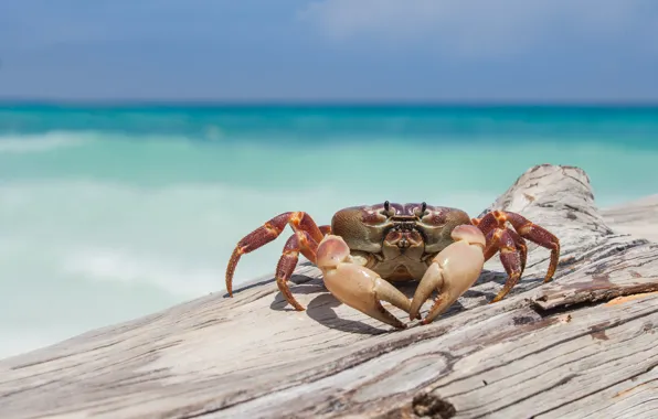 Sea, shore, crab