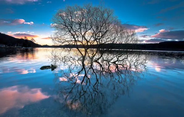 Picture forest, trees, sunset, lake, reflection