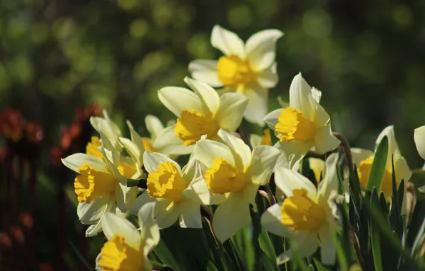 Greens, macro, daffodils, bokeh