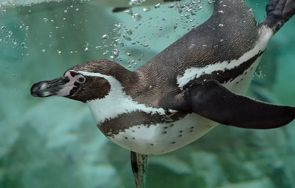 Water, bubbles, swimmer, penguin, Humboldt Penguin