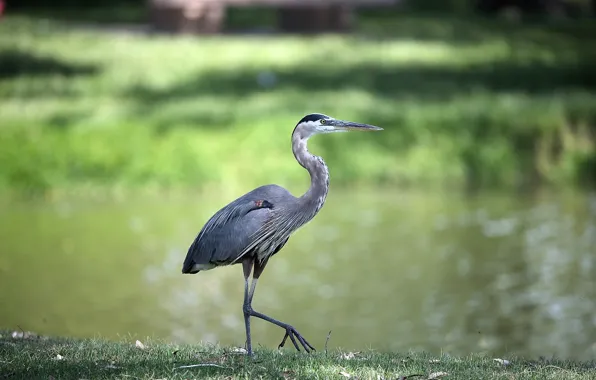 Bird, grey, Heron