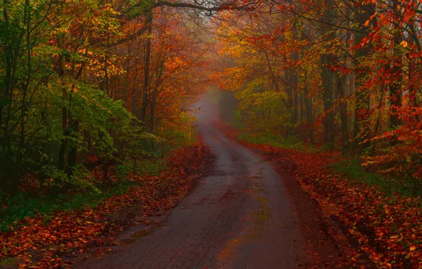 Picture road, autumn, forest, trees, England