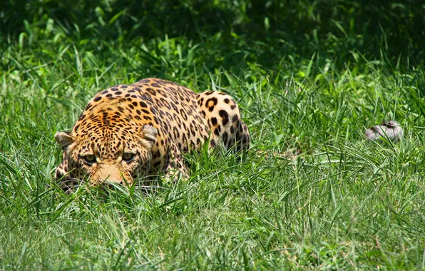 Grass, face, predator, leopard, lurking